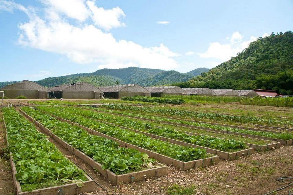 Chaguaramas Farms Ltd — Business Development and Implementation